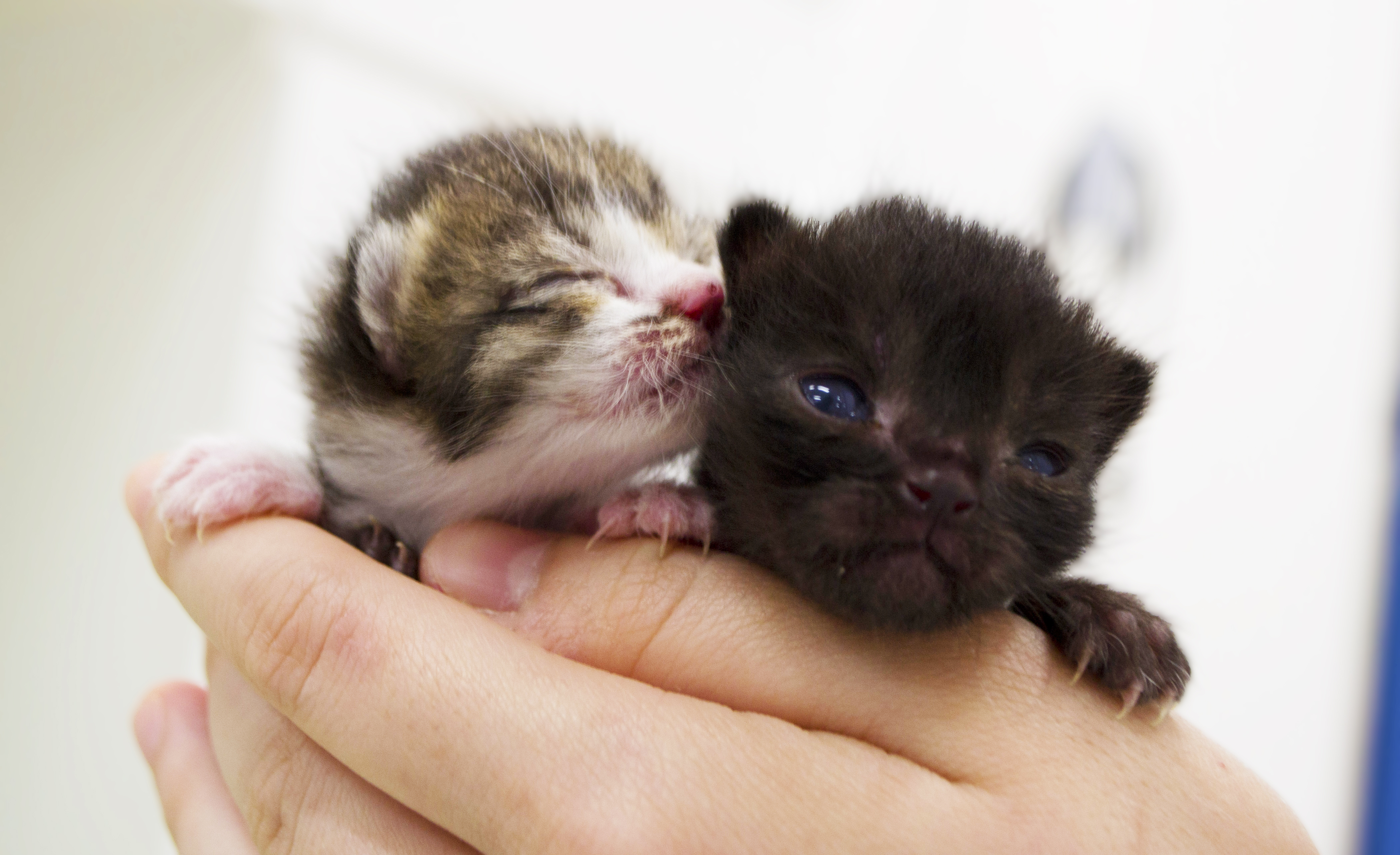 baby cat