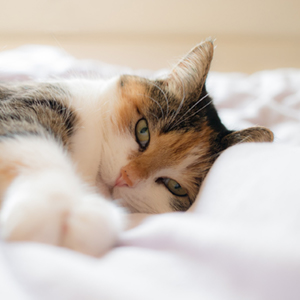 歯科外来の猫
