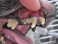 歯科外来歯の写真dental006