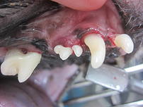 歯科外来歯の写真befor-dental006
