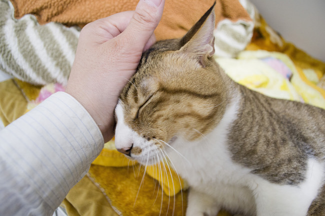 動物病院ペットホテル