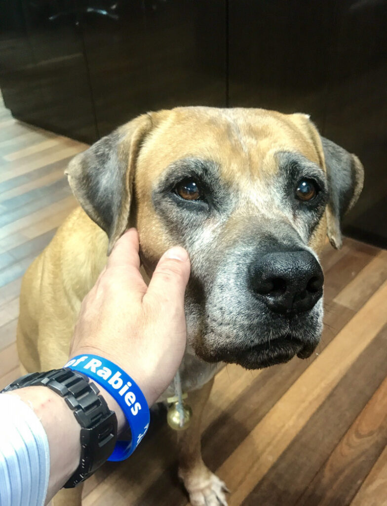 リストバンド購入希望の方へ Eradication Of Rabies 竜之介動物病院