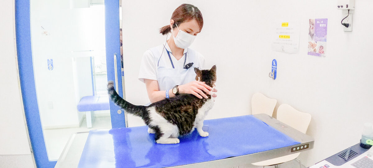 動物看護師と猫の健康診断