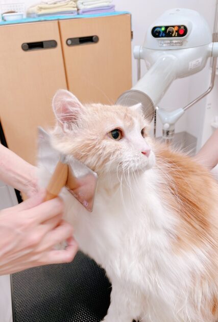 メインクーンのサイモンくんがブラッシングされている姿