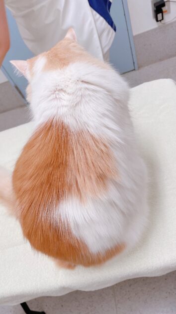 トリミング終了後の猫ちゃんの背中