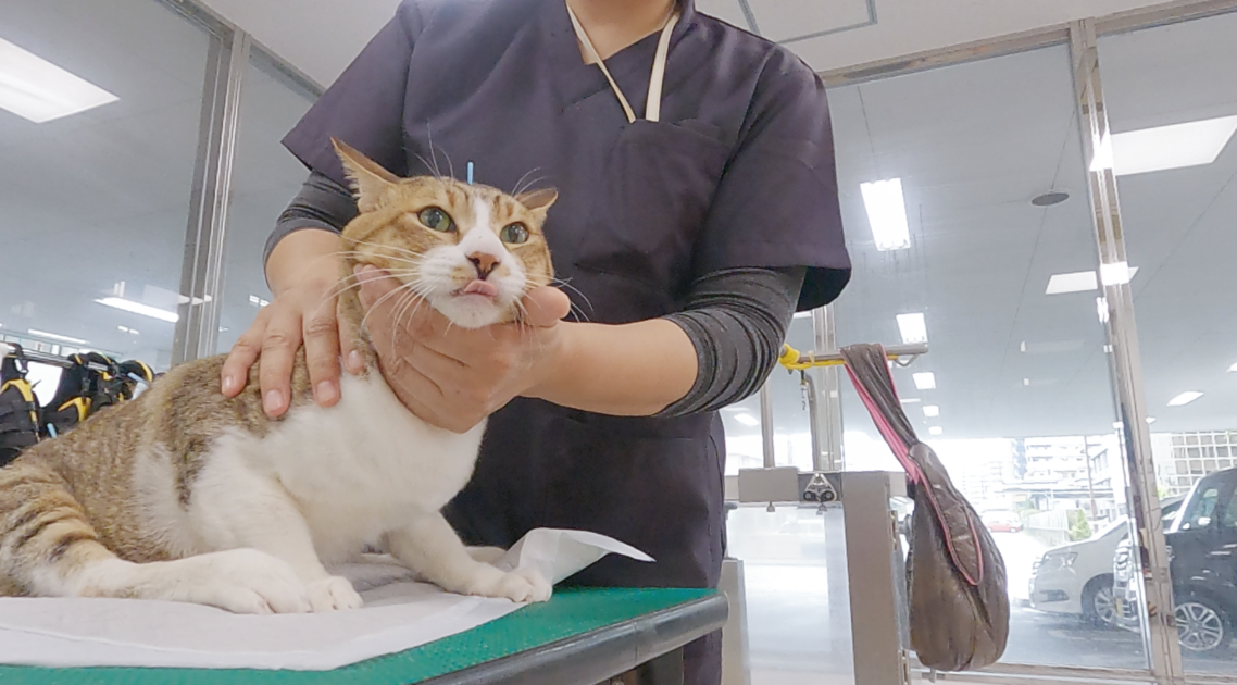 鍼灸外来で治療中の猫