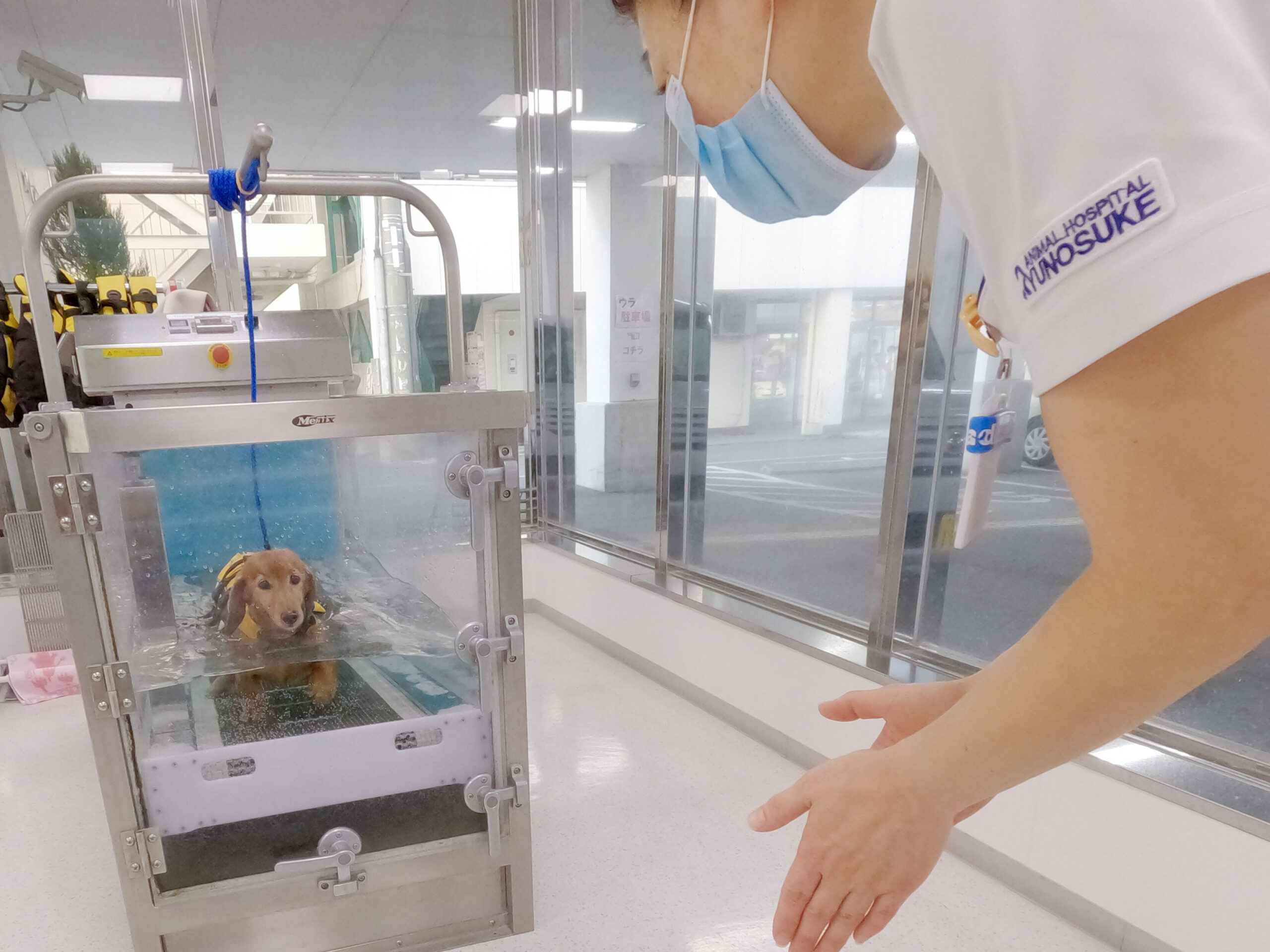 水中トレッドミル使用中の犬と看護師