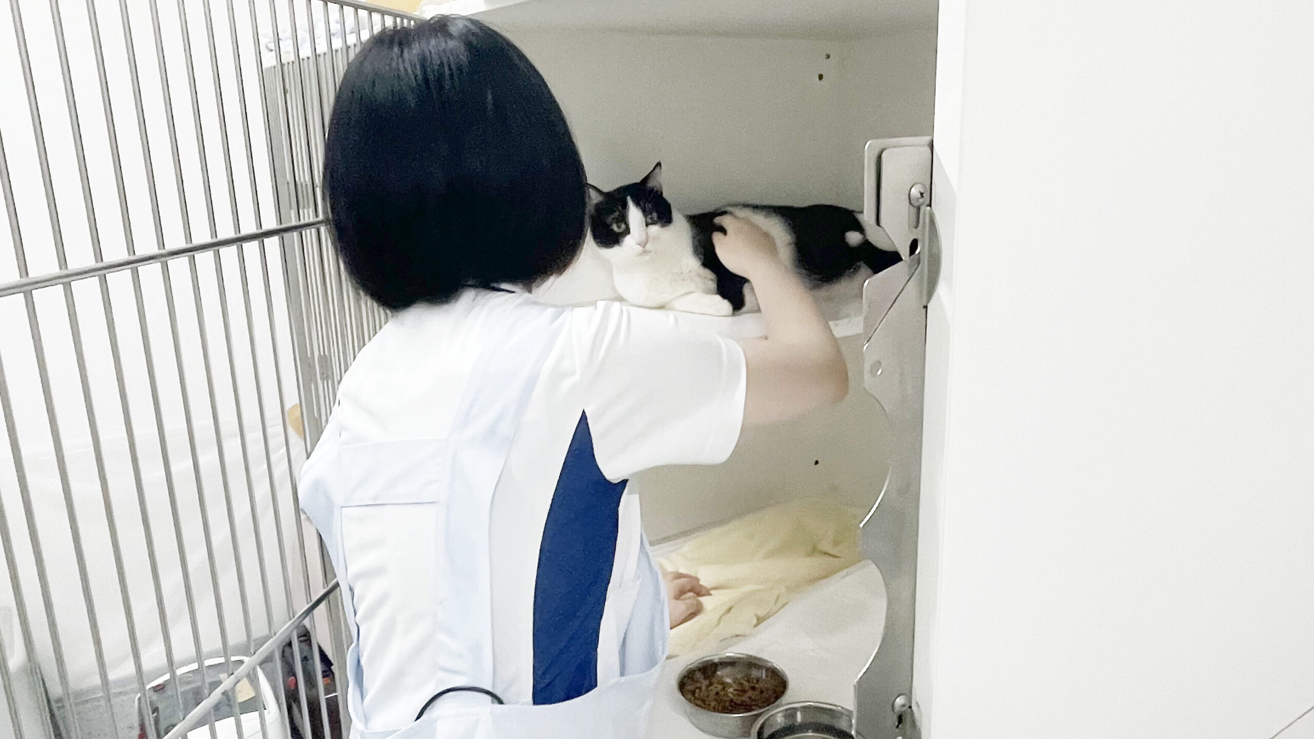 ペットホテルで猫のお世話をする動物看護師