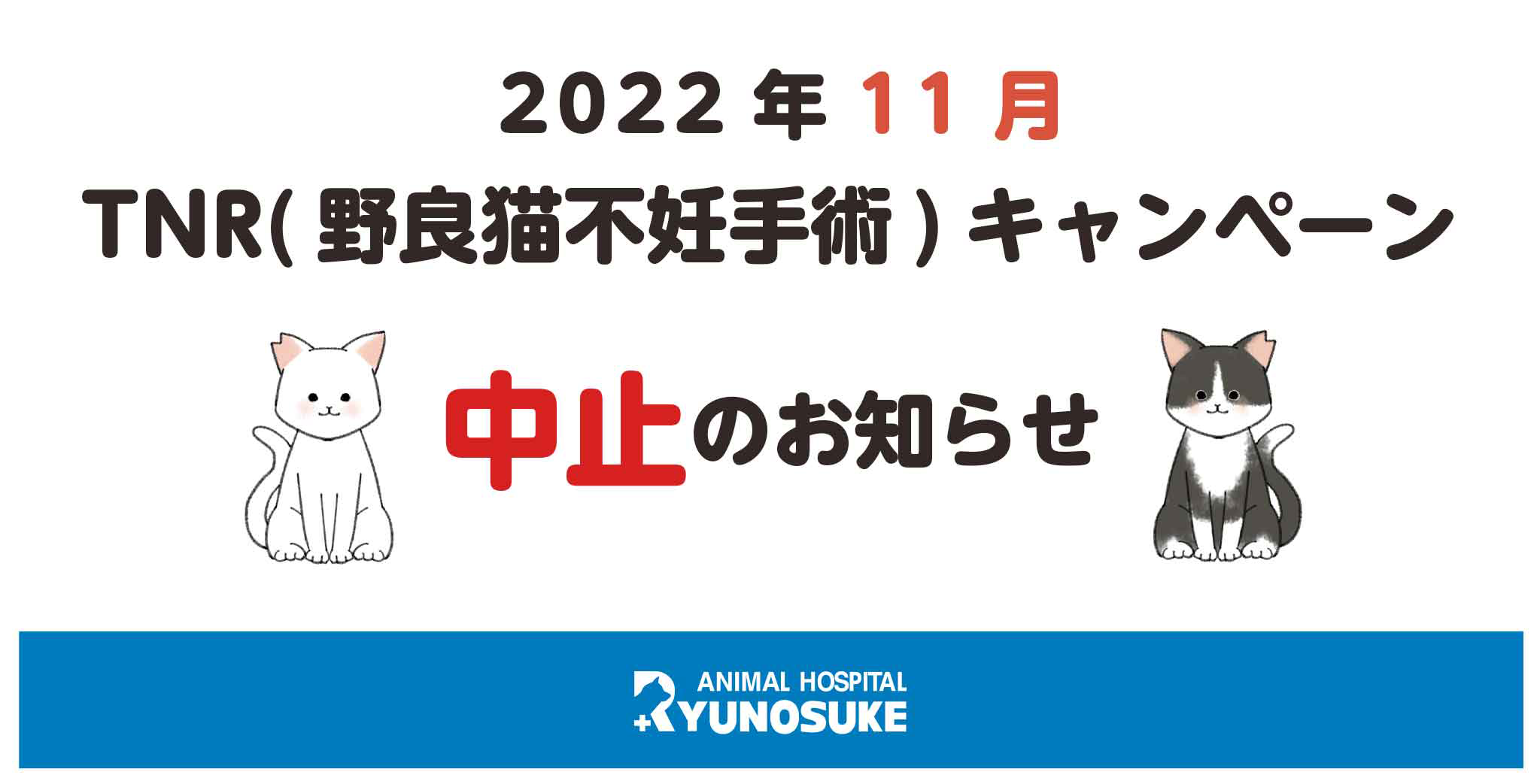 確認用！　ノラネコの研究　2022年発行 2022年6月号 | kodomoe（コドモエ）—「親子時間」を楽しむ子育て情報が