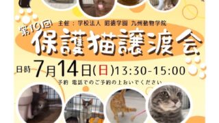 保護猫譲渡会7月14日(日)開催〜九州動物学院よりお知らせ