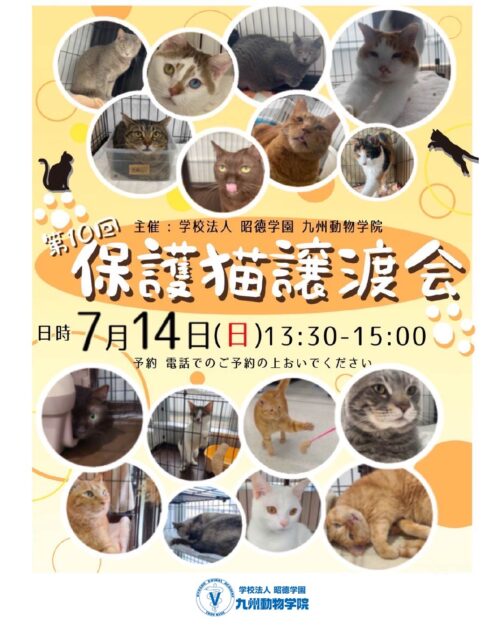 保護猫譲渡会