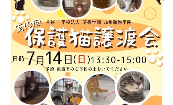 保護猫譲渡会