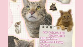 保護猫譲渡会11月17日(日)開催〜九州動物学院よりお知らせ