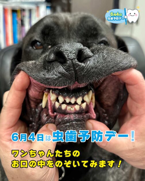 虫歯の日1