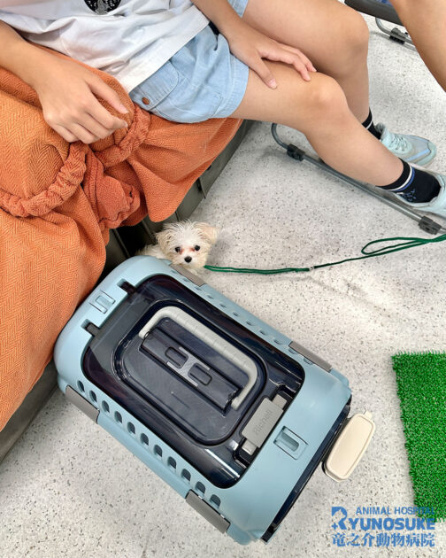 2025年8月のパピーパーティー