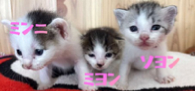譲渡会の子猫
