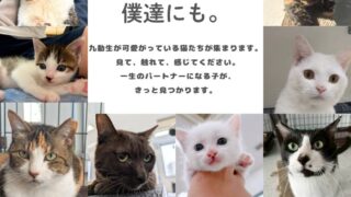11月16日 猫ちゃん譲渡会のお知らせ in 九州動物学院