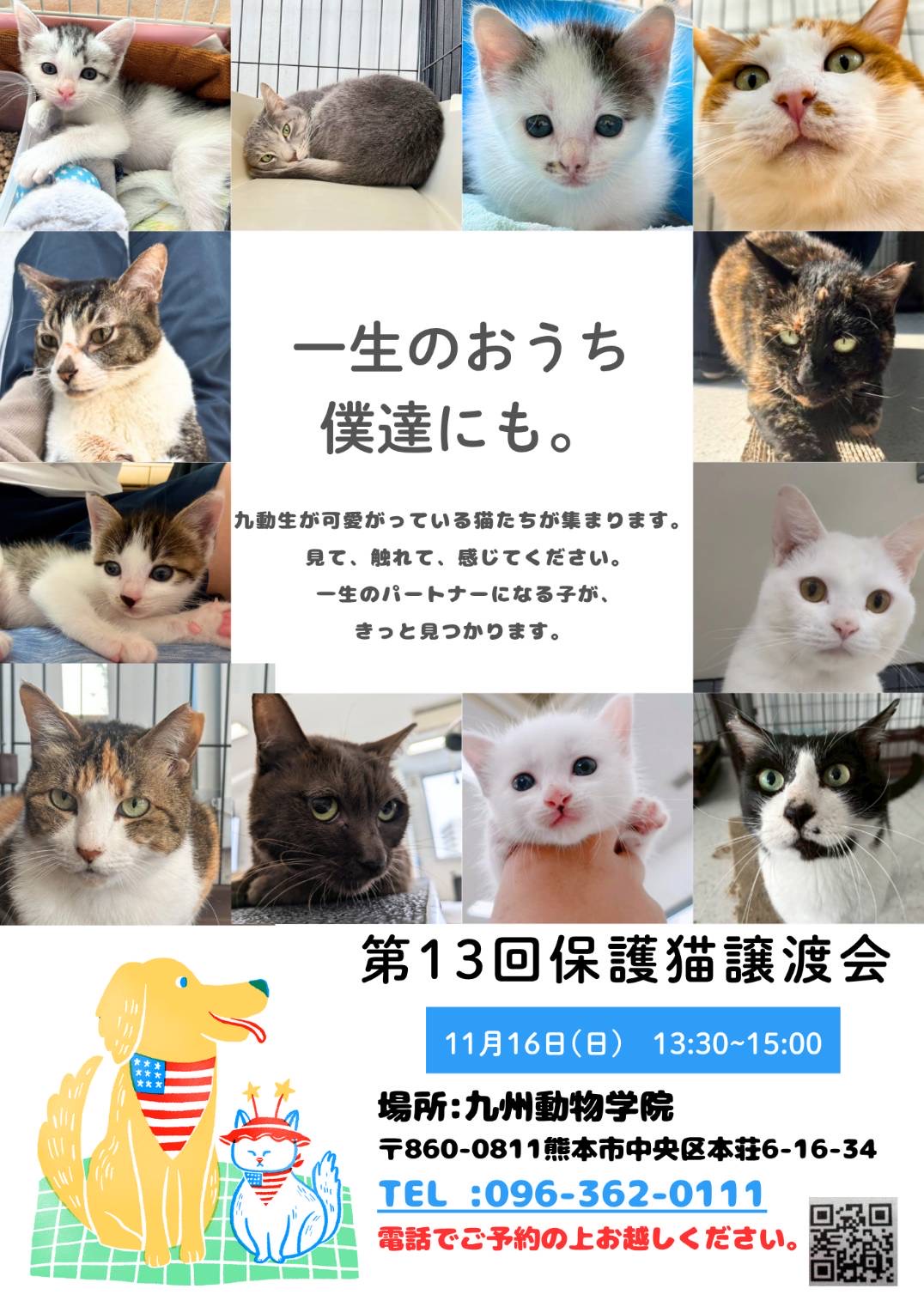 11月16日 猫ちゃん譲渡会のお知らせ in 九州動物学院 - 竜之介動物病院