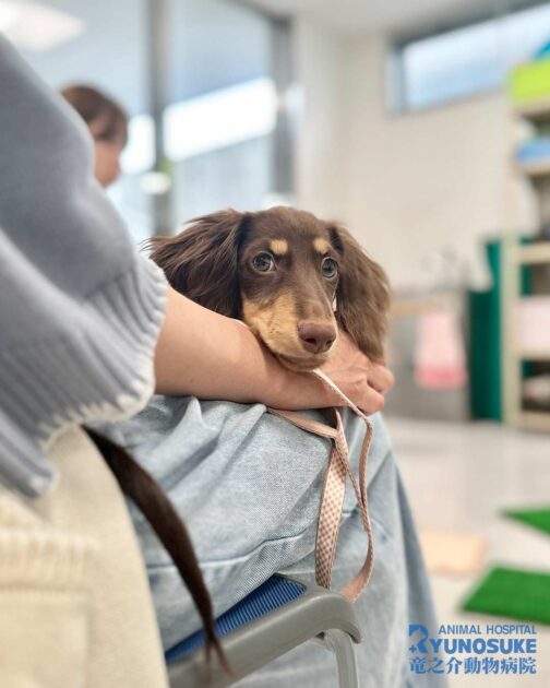 2025年10月のパピパ