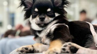 イベント-パピーパーティー開催、無事終了しました。2025.10.25（土曜）