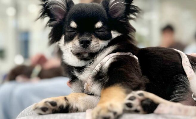 2025年10月のパピパ