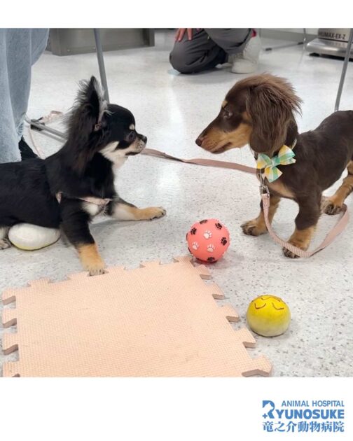 2025年10月のパピパ