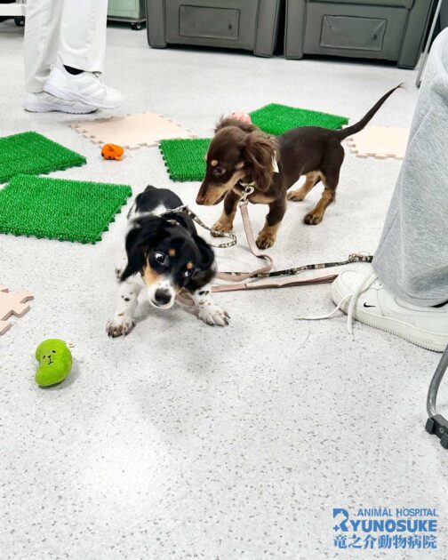 2025年10月のパピパ