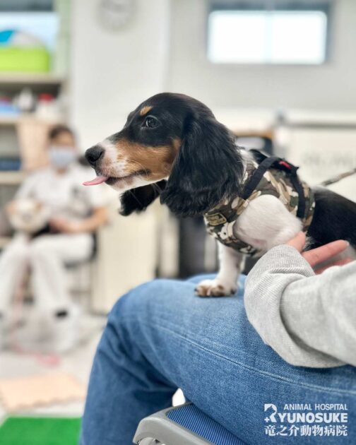 2025年10月のパピパ