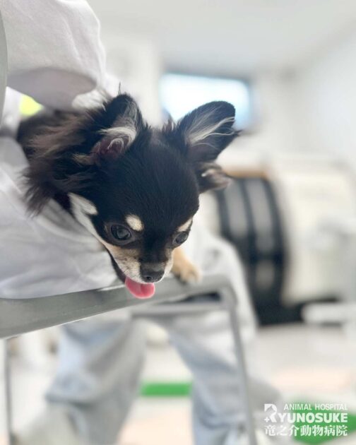 2025年10月のパピパ