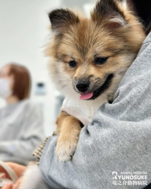 2025年11月のパピーパーティーの様子