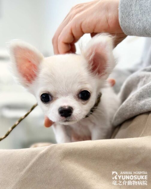 2025年11月のパピーパーティーの様子