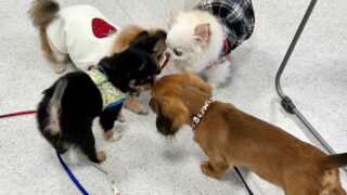 イベント-パピーパーティー開催、無事終了しました。2025.11.29（土曜）