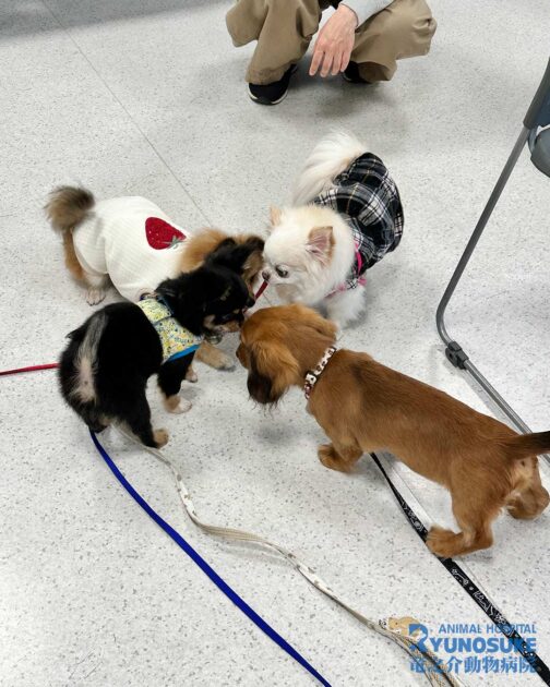 2025年11月のパピーパーティーの様子