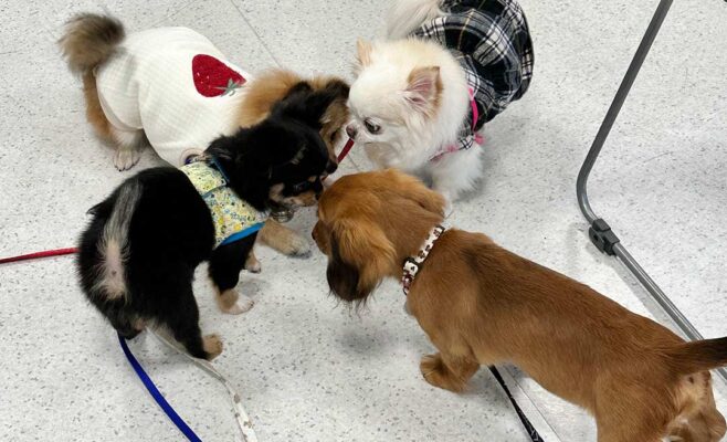 2025年11月のパピーパーティーの様子