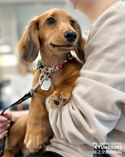 2025年11月のパピーパーティーの様子