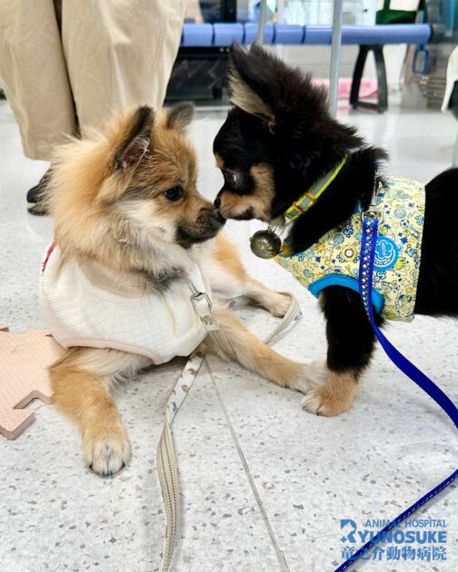 2025年11月のパピーパーティーの様子