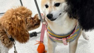 イベント-パピーパーティー開催、無事終了しました。2025.12.20（土曜）