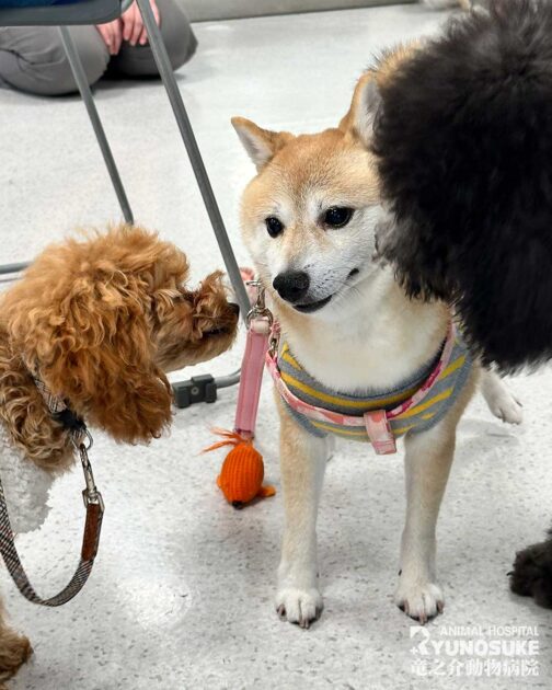 2025年12月のパピーパーティー