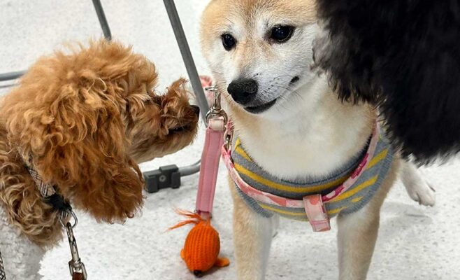 2025年12月のパピーパーティー