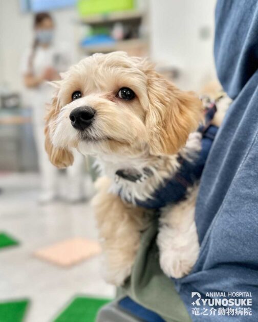 2025年12月のパピーパーティー