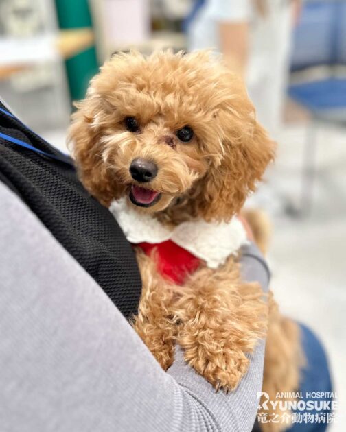 2025年12月のパピーパーティー