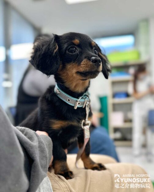 2025年12月のパピーパーティー