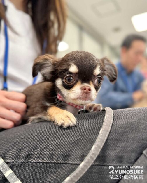 2025年12月のパピーパーティー