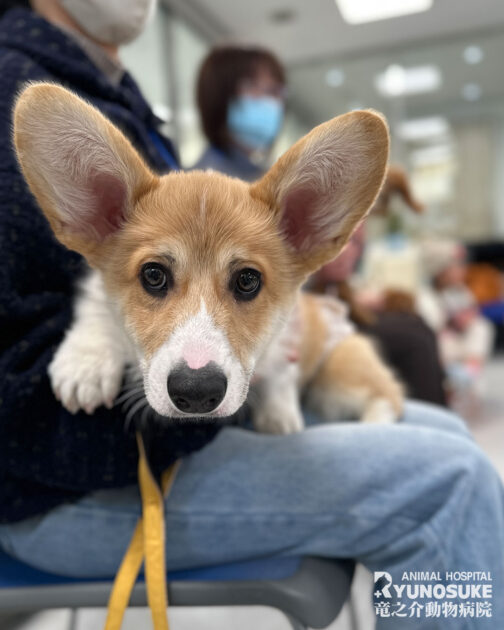 2026年1月パピパ