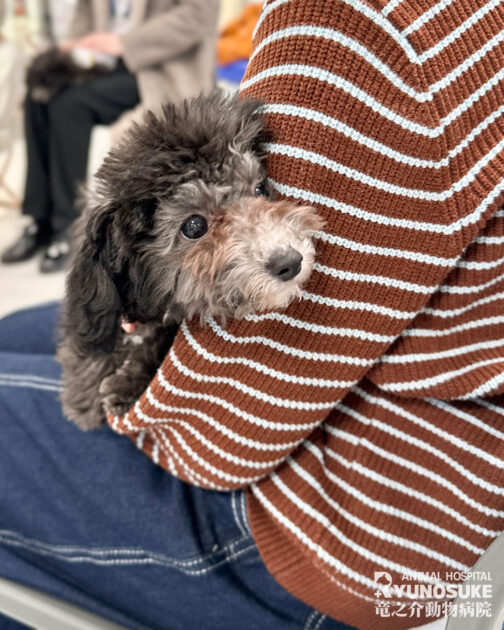 2026年1月パピパ