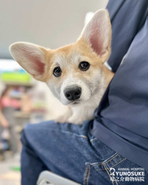 2026年2月のパピーパーティー