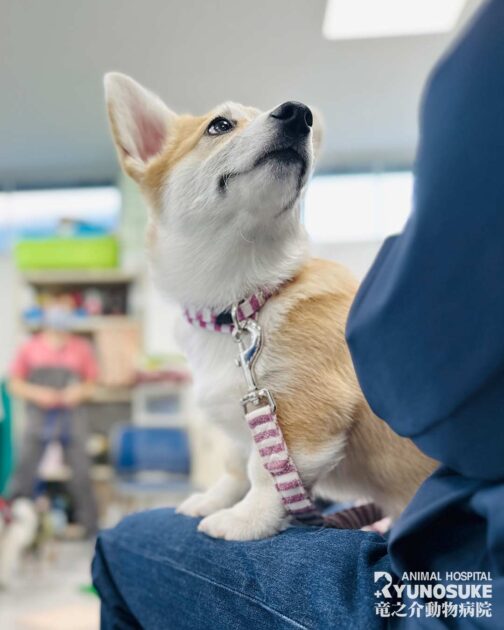 2026年2月のパピーパーティー