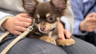 イベント-パピーパーティー開催、無事終了しました。2026.2.28（土曜）