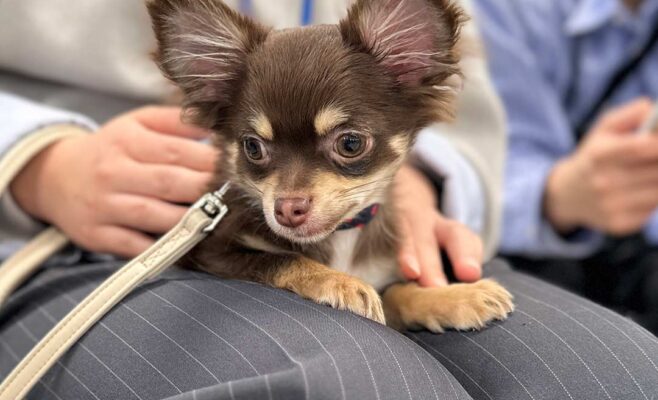 2026年2月のパピーパーティー