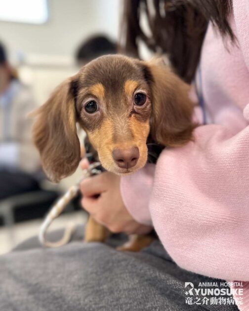 2026年2月のパピーパーティー